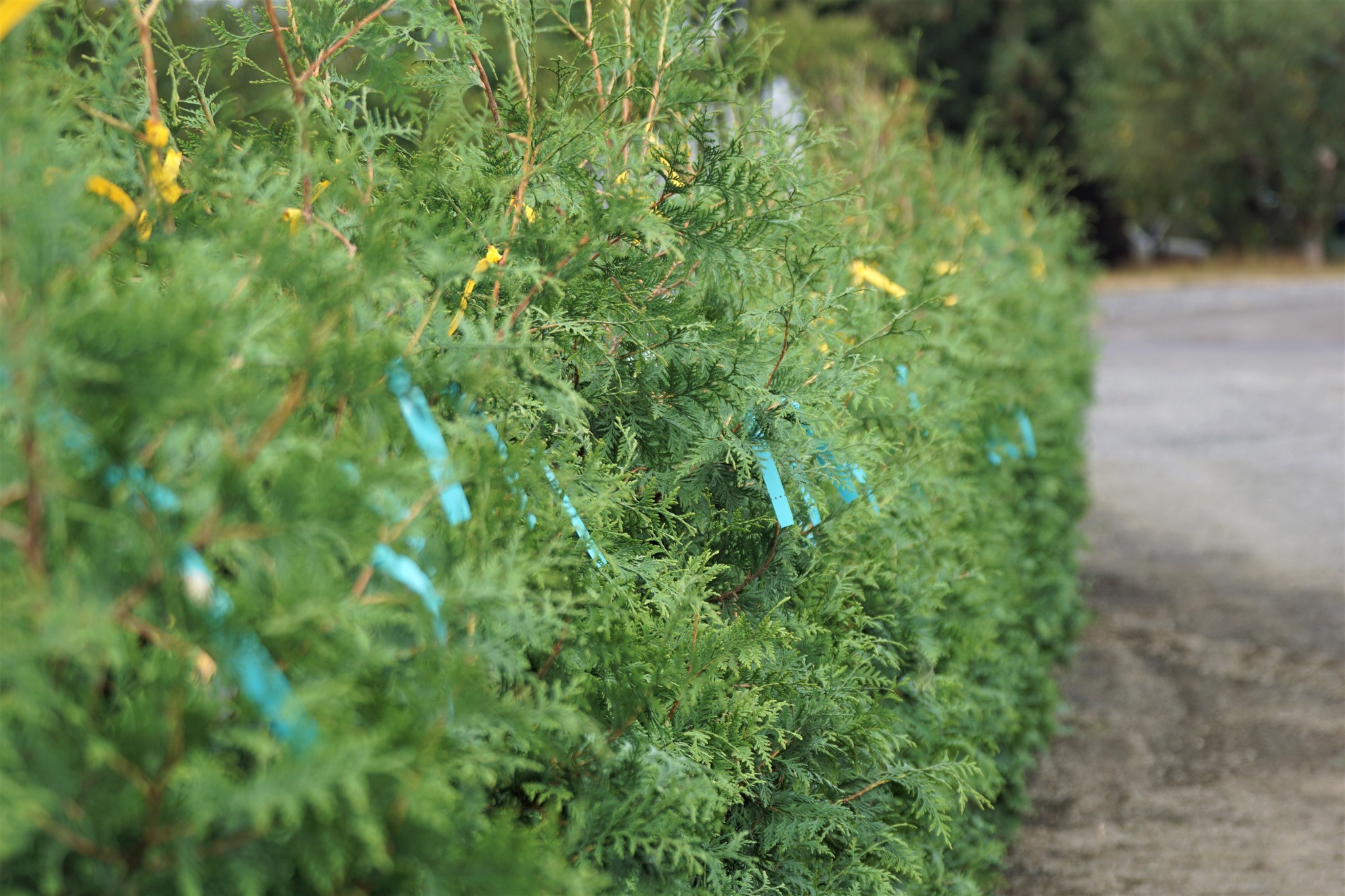 Green Giant Arborvitae