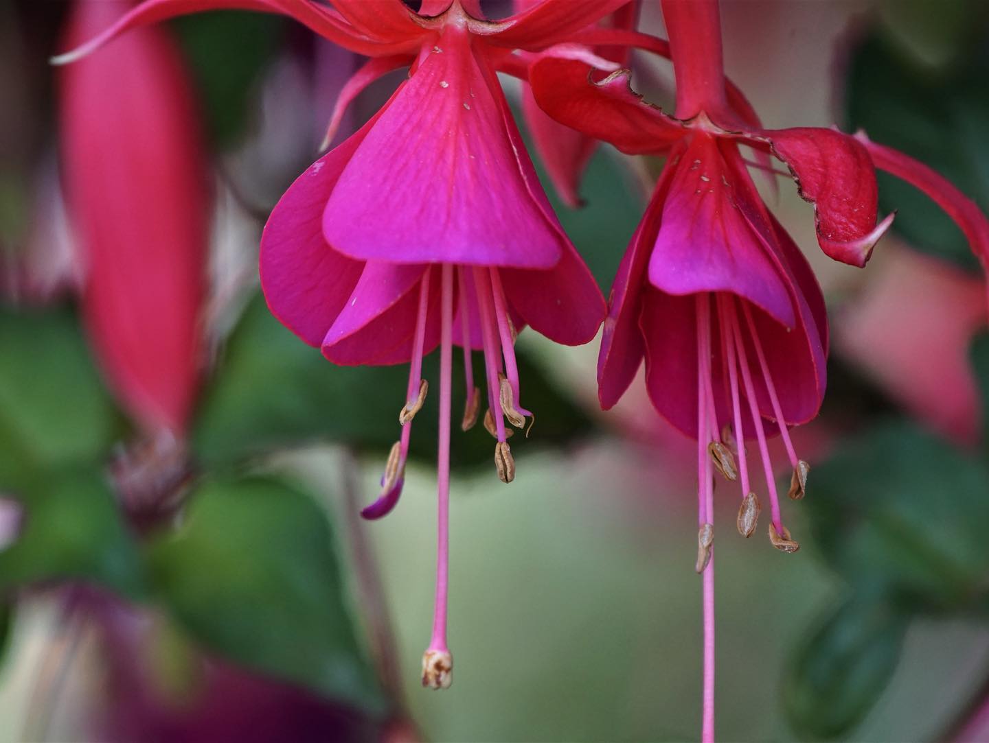 Hanging Baskets