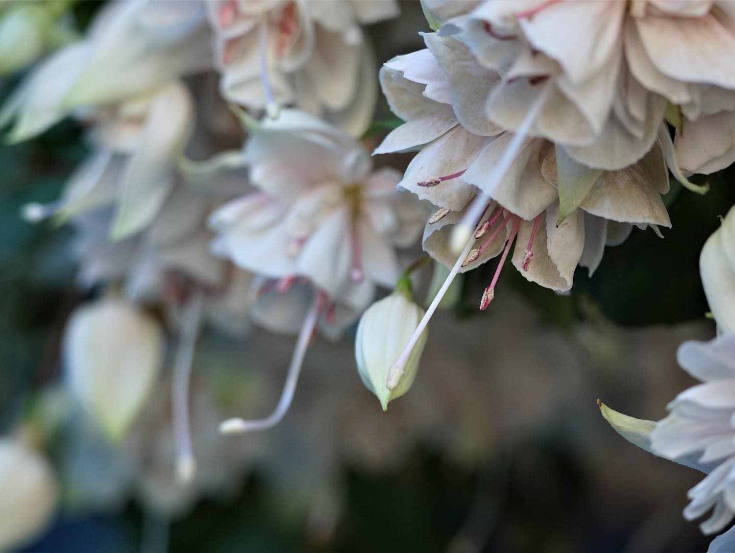 Hanging Baskets