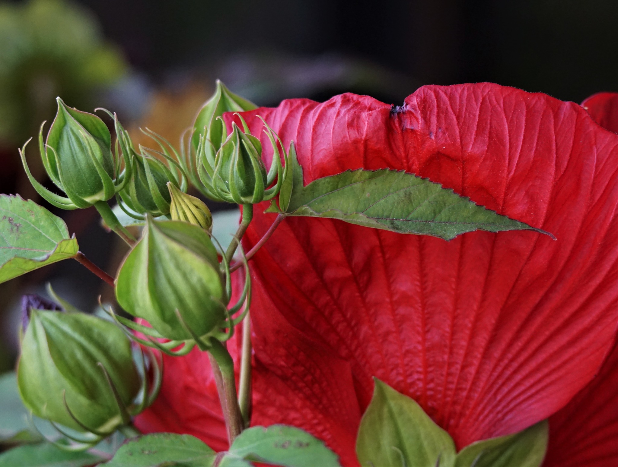 Head Over Heels Desire Hibiscus