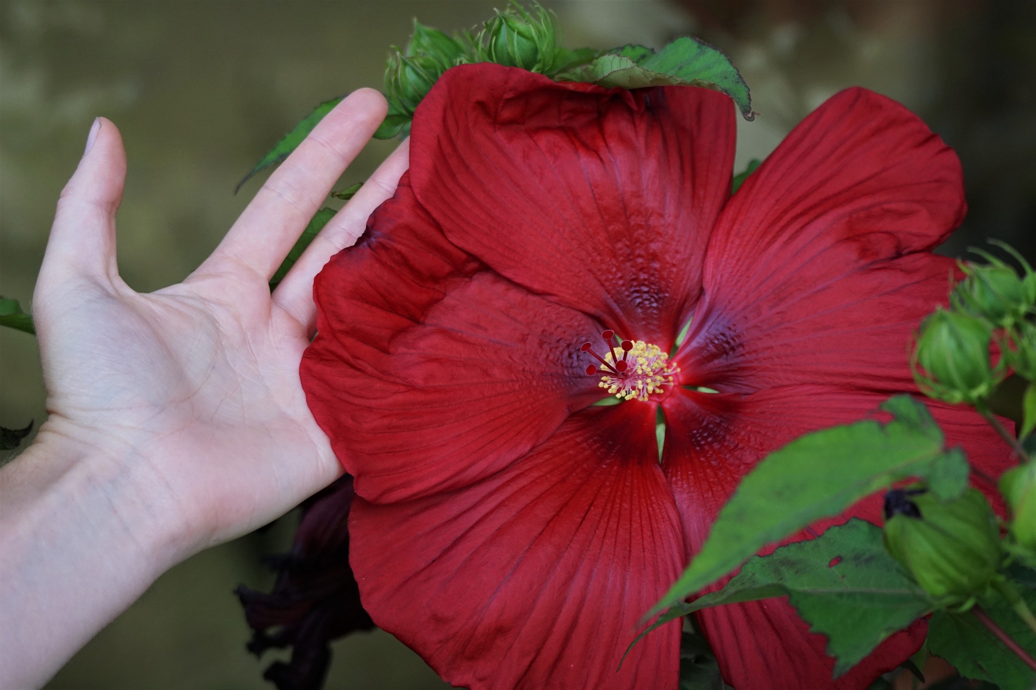 Head Over Heels Desire Hibiscus