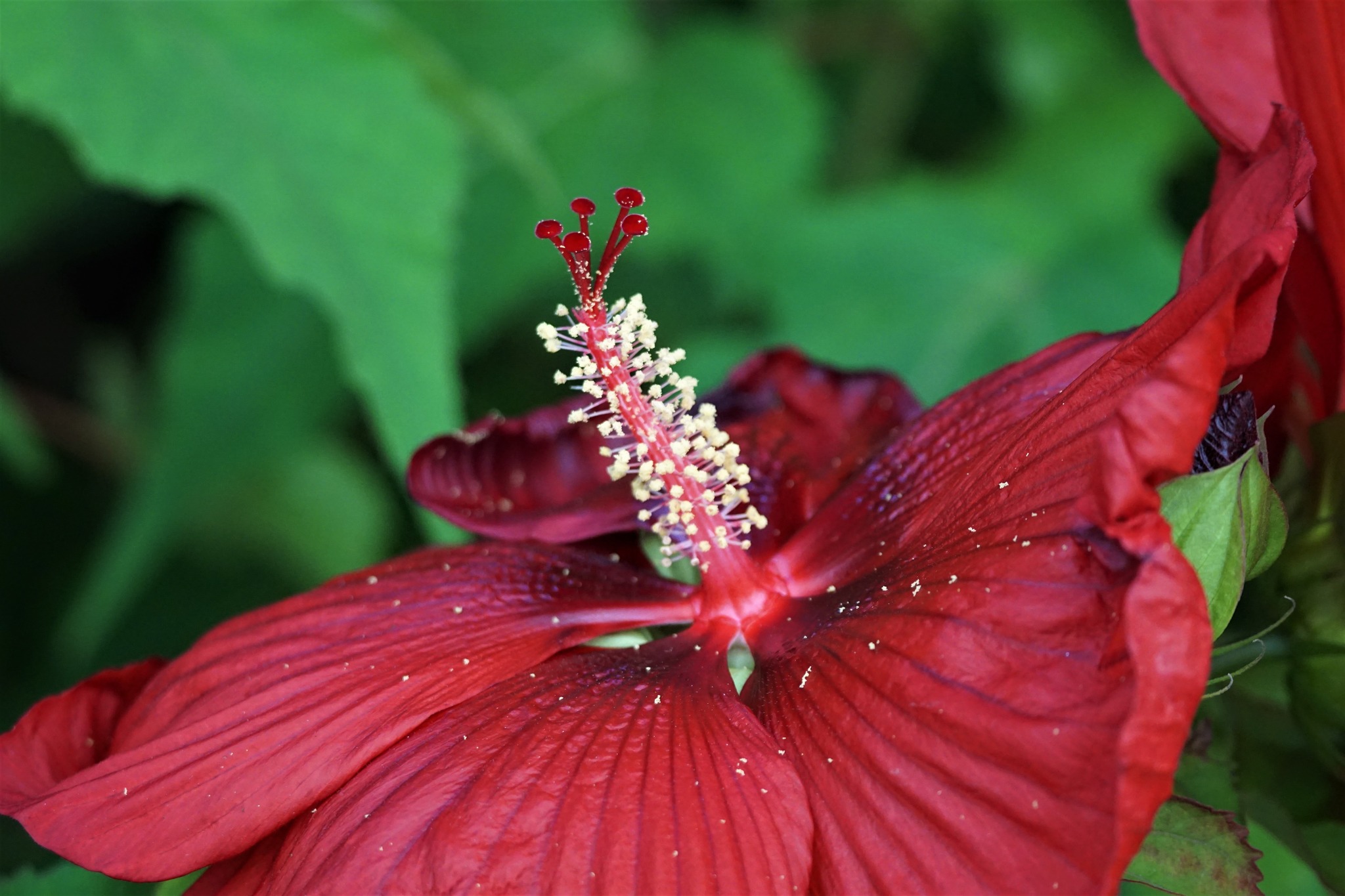 Head Over Heels Desire Hibiscus