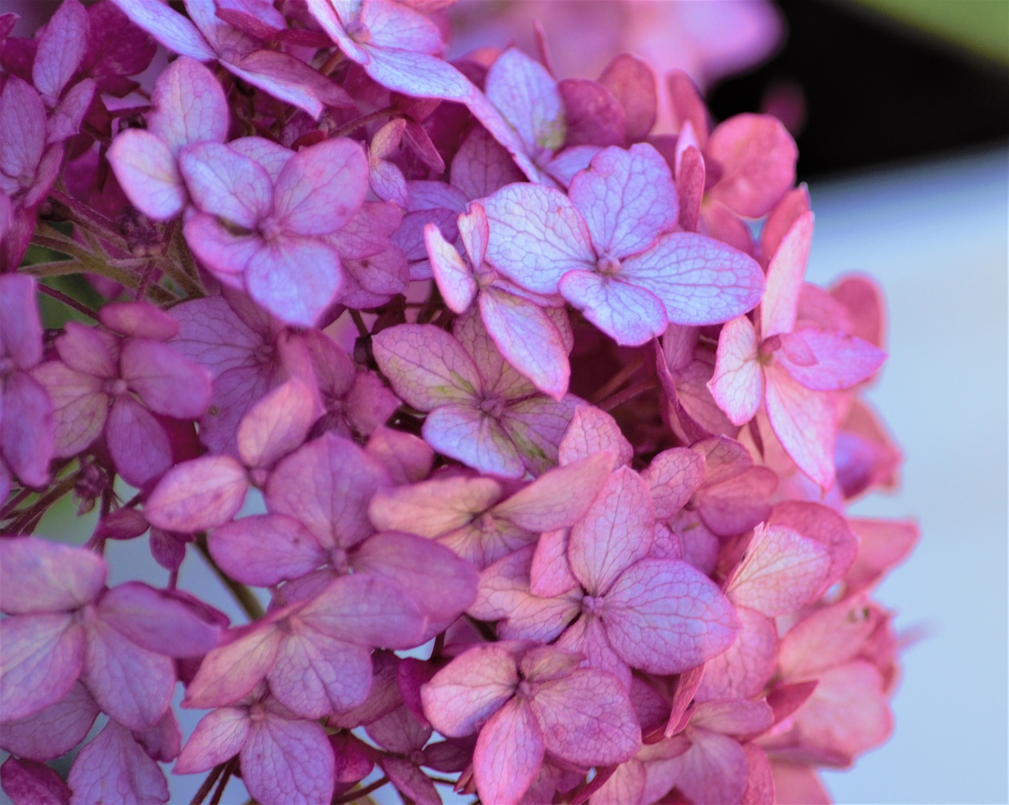 Invincibelle Ruby Hydrangea