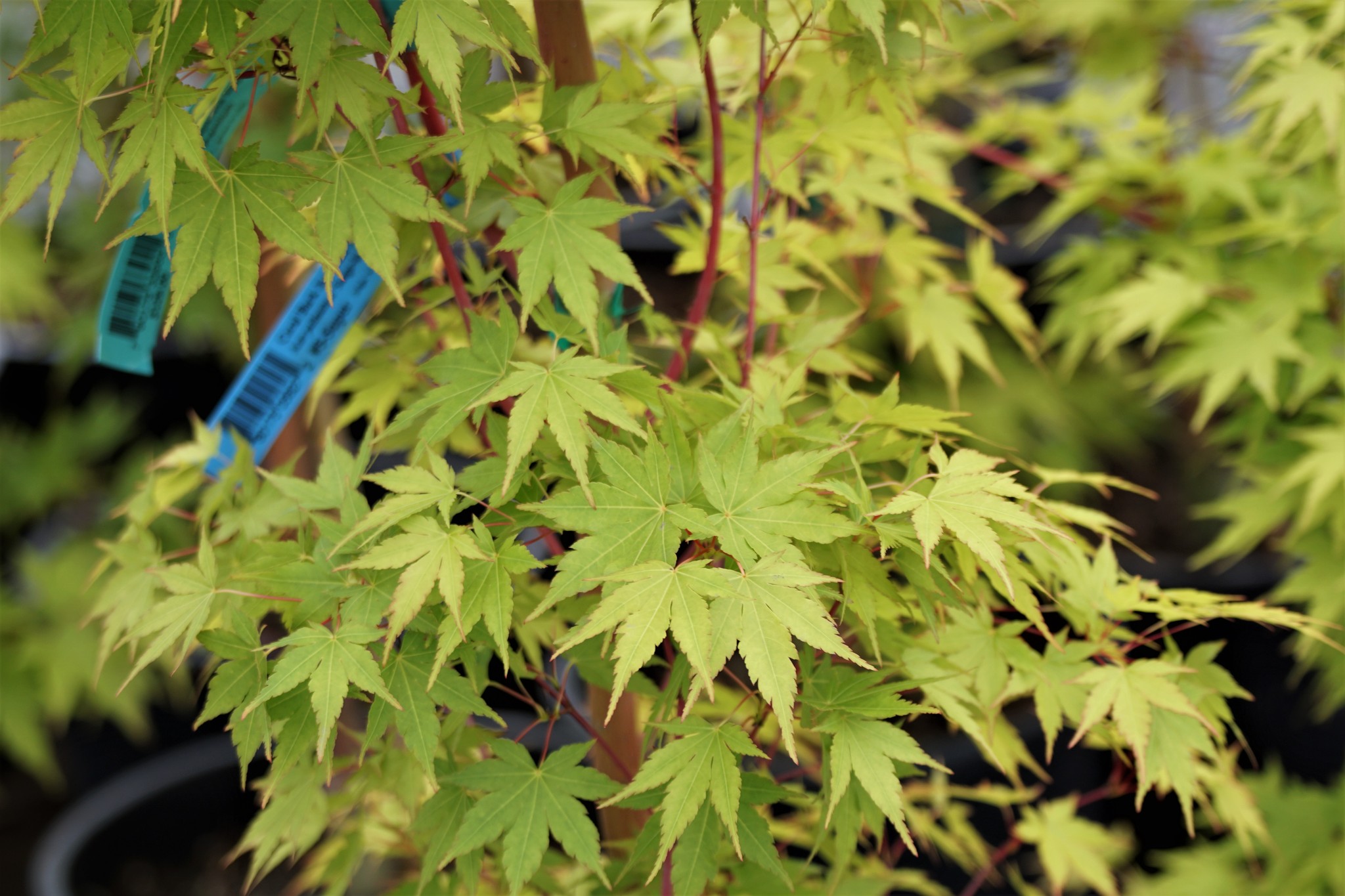 Japanese Maples