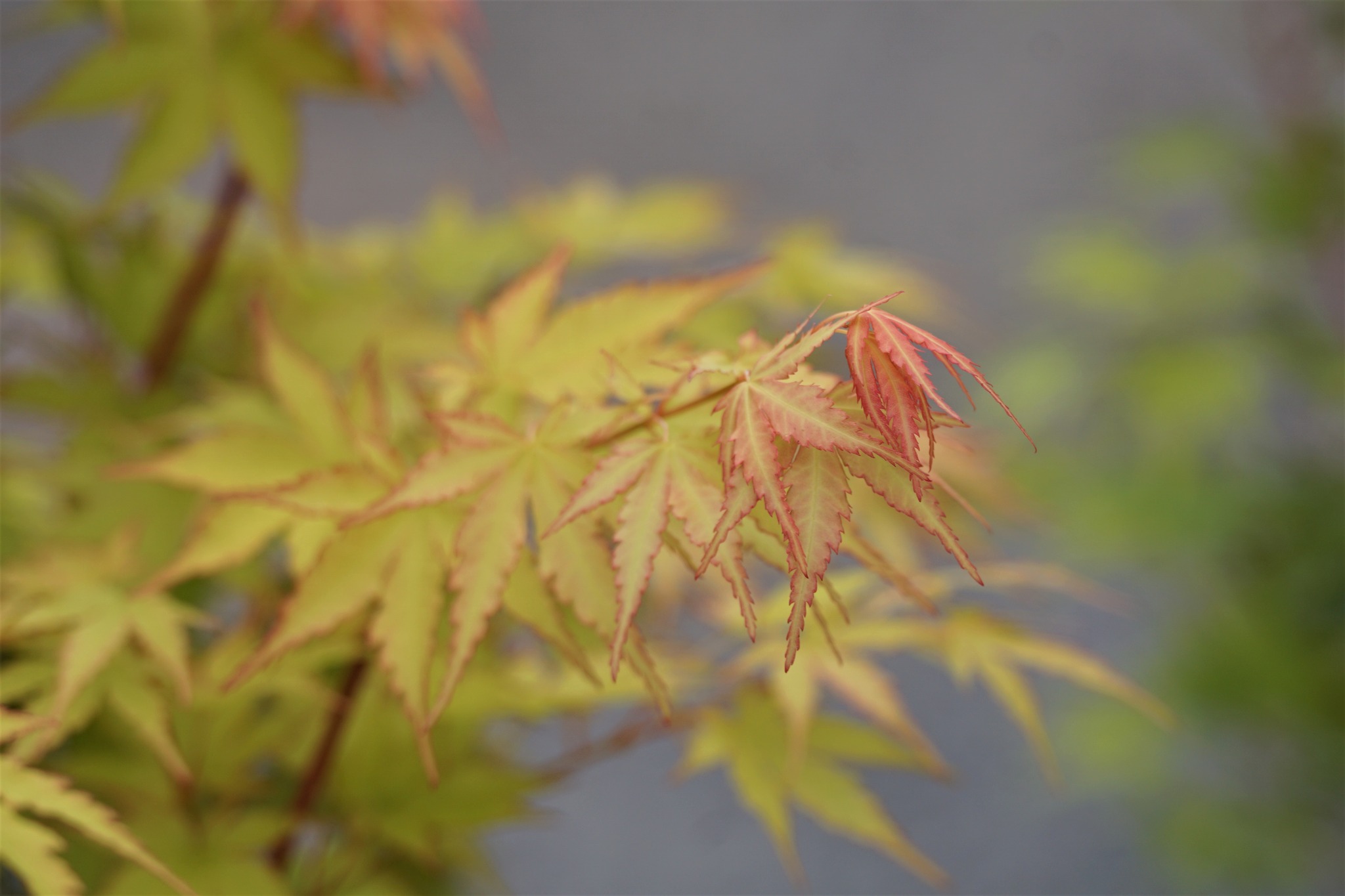 Japanese Maples