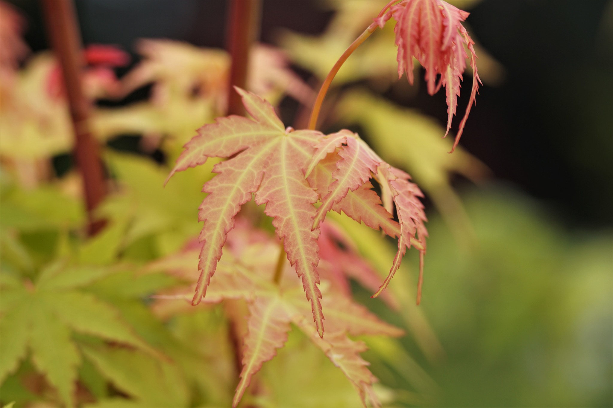 Japanese Maples