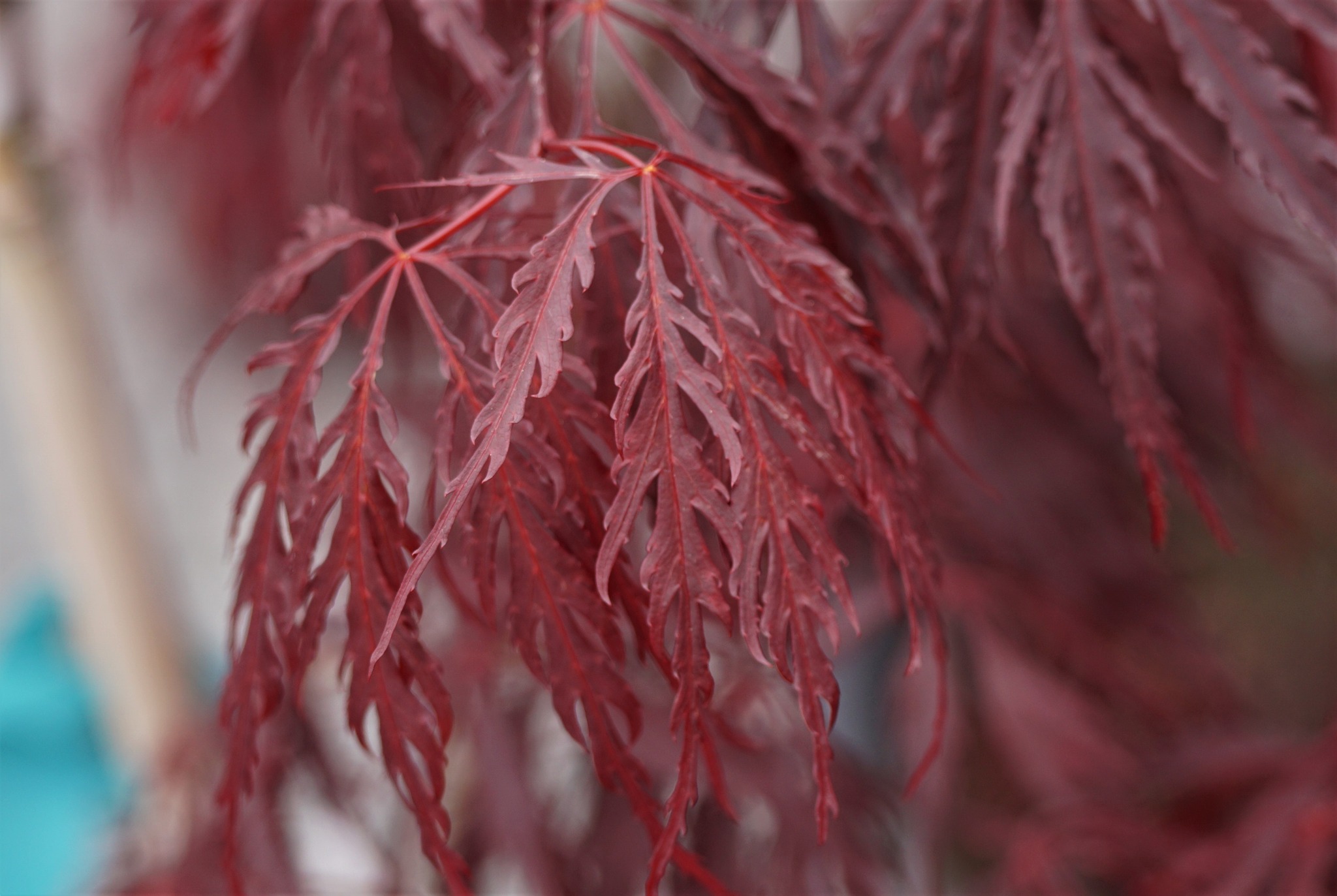 Japanese Maples