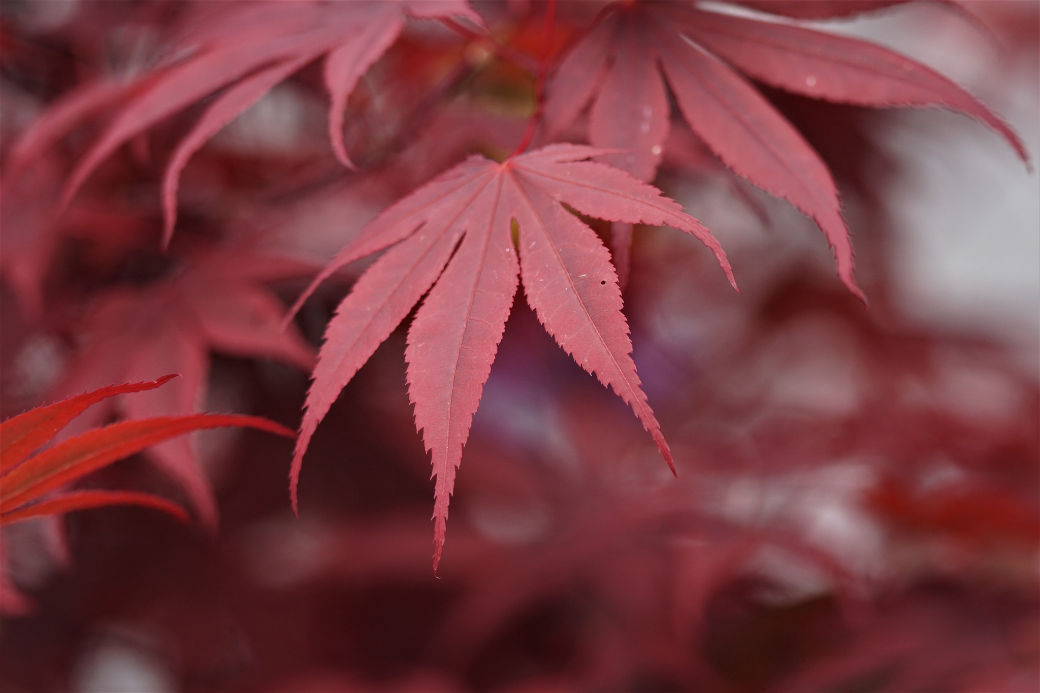 Japanese Maples