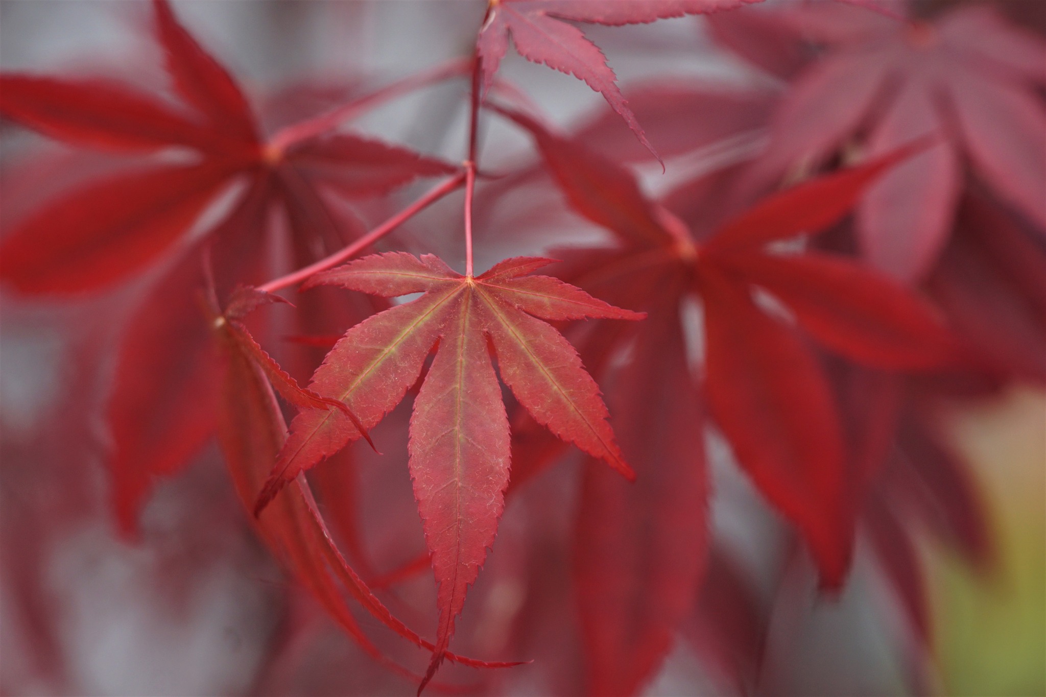 Japanese Maples