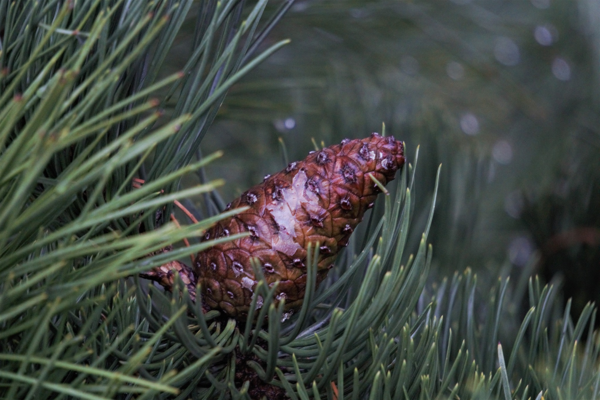 Large Evergreens