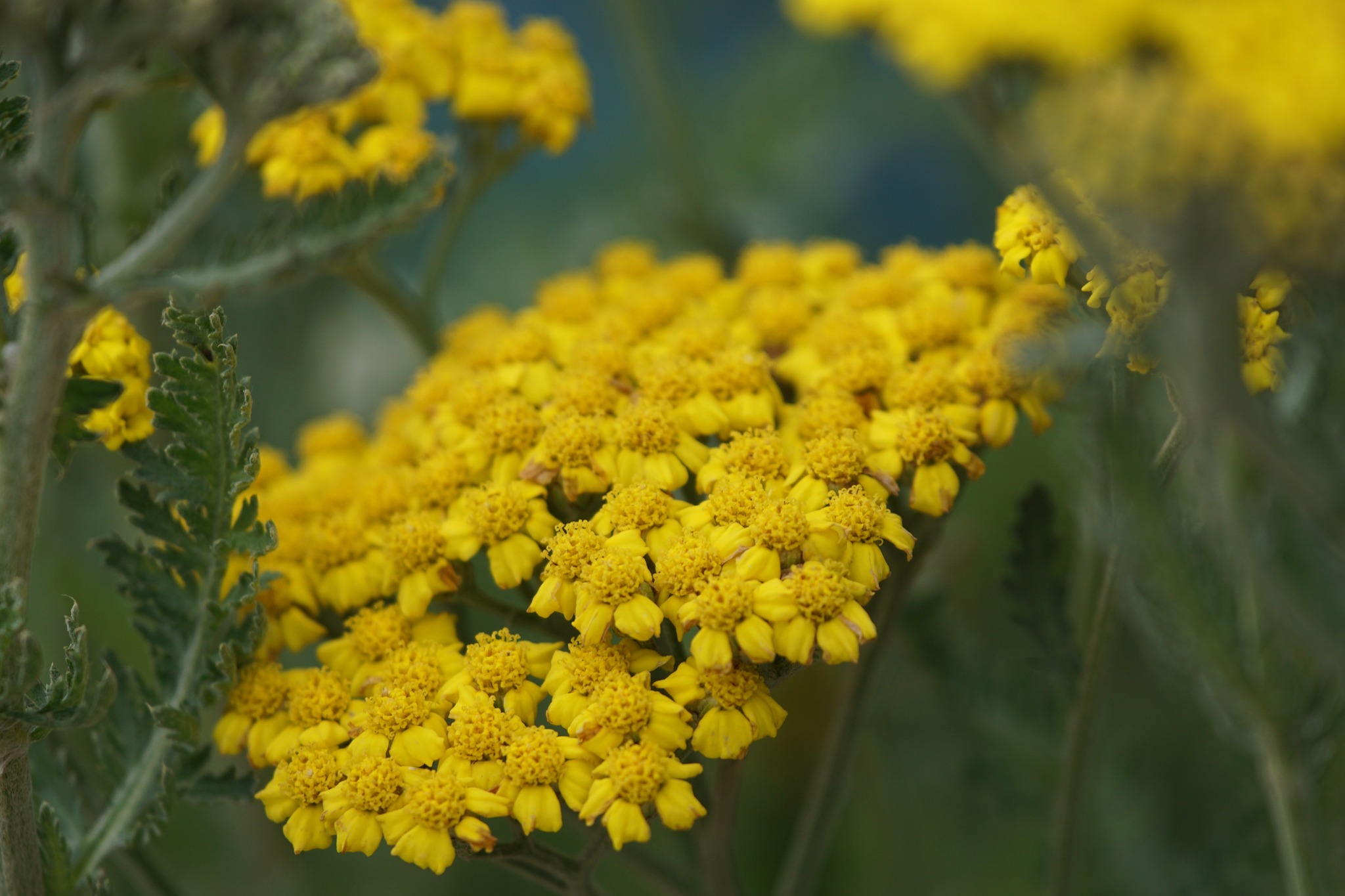 Little Moonshine Yarrow