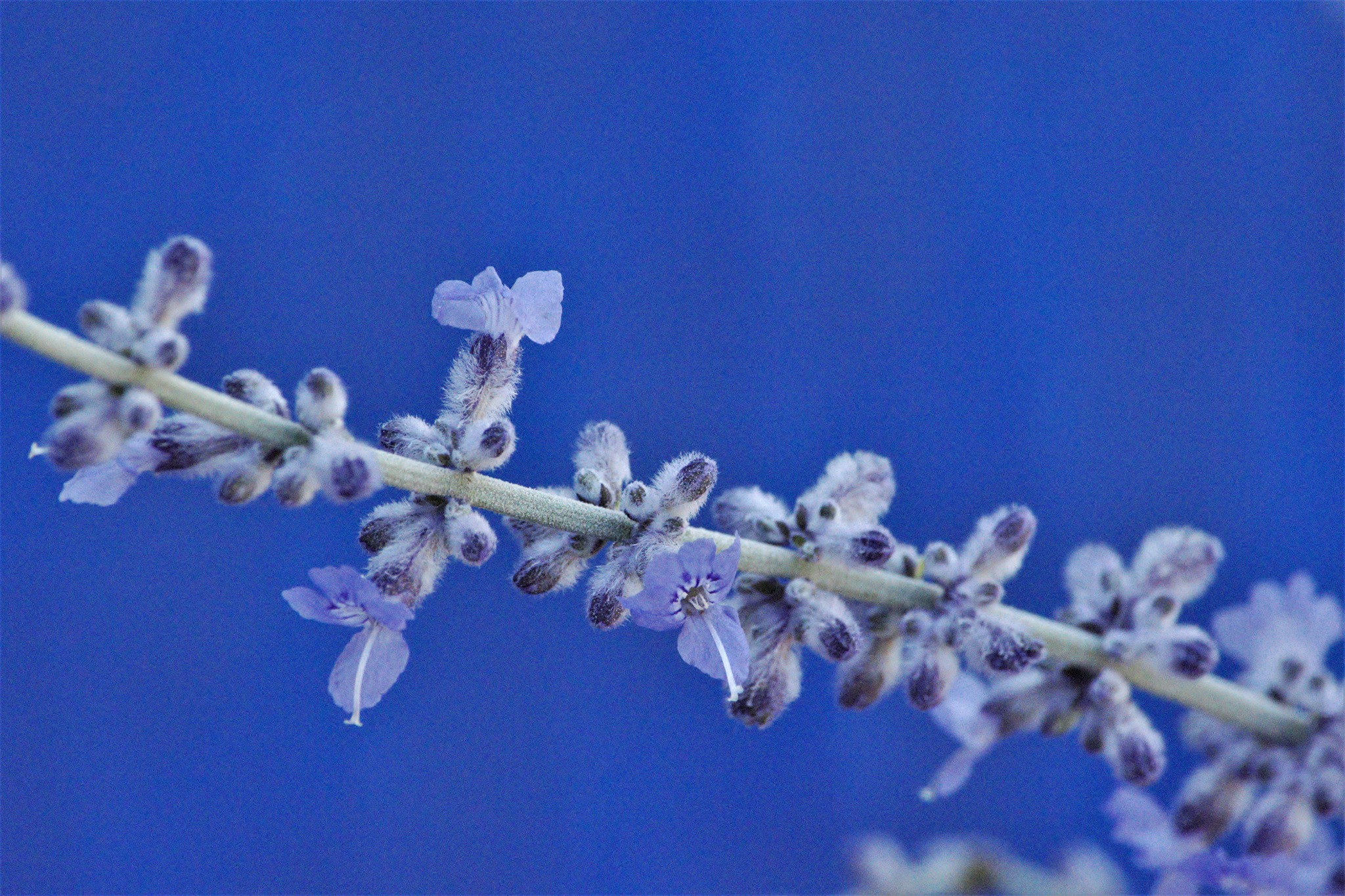 Little Spire Russian Sage