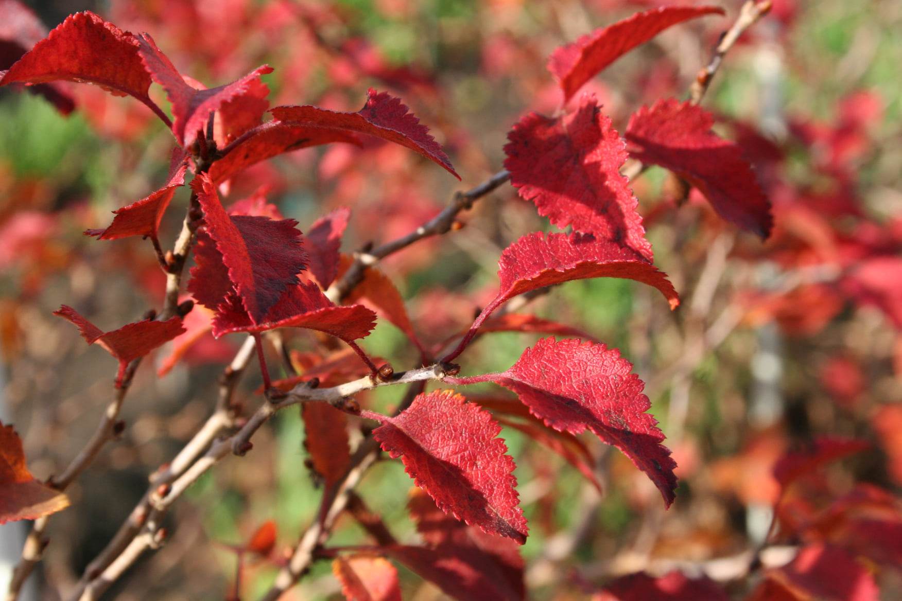 little-twist-fuji-cherry.jpg