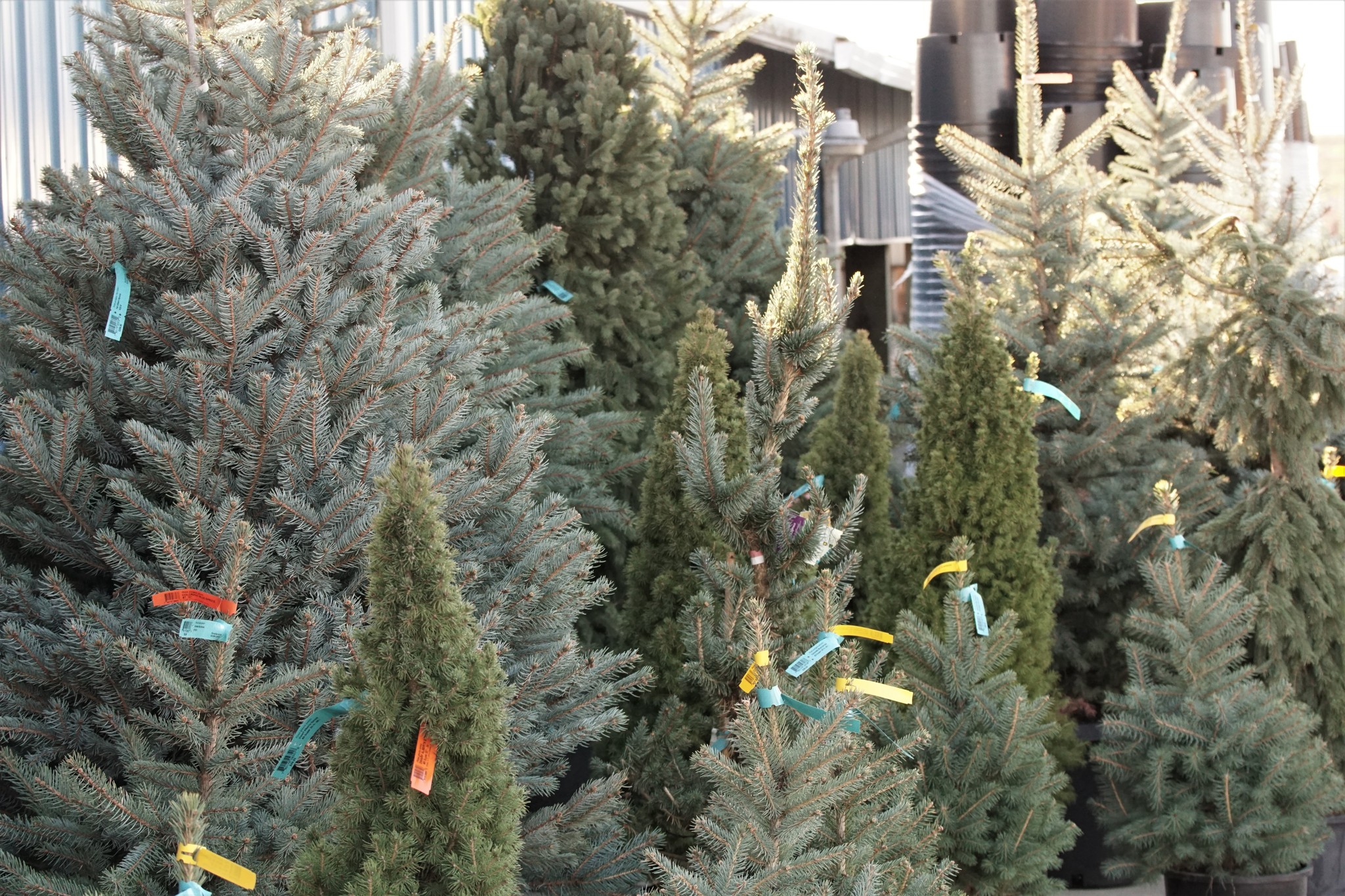 Living Christmas Trees