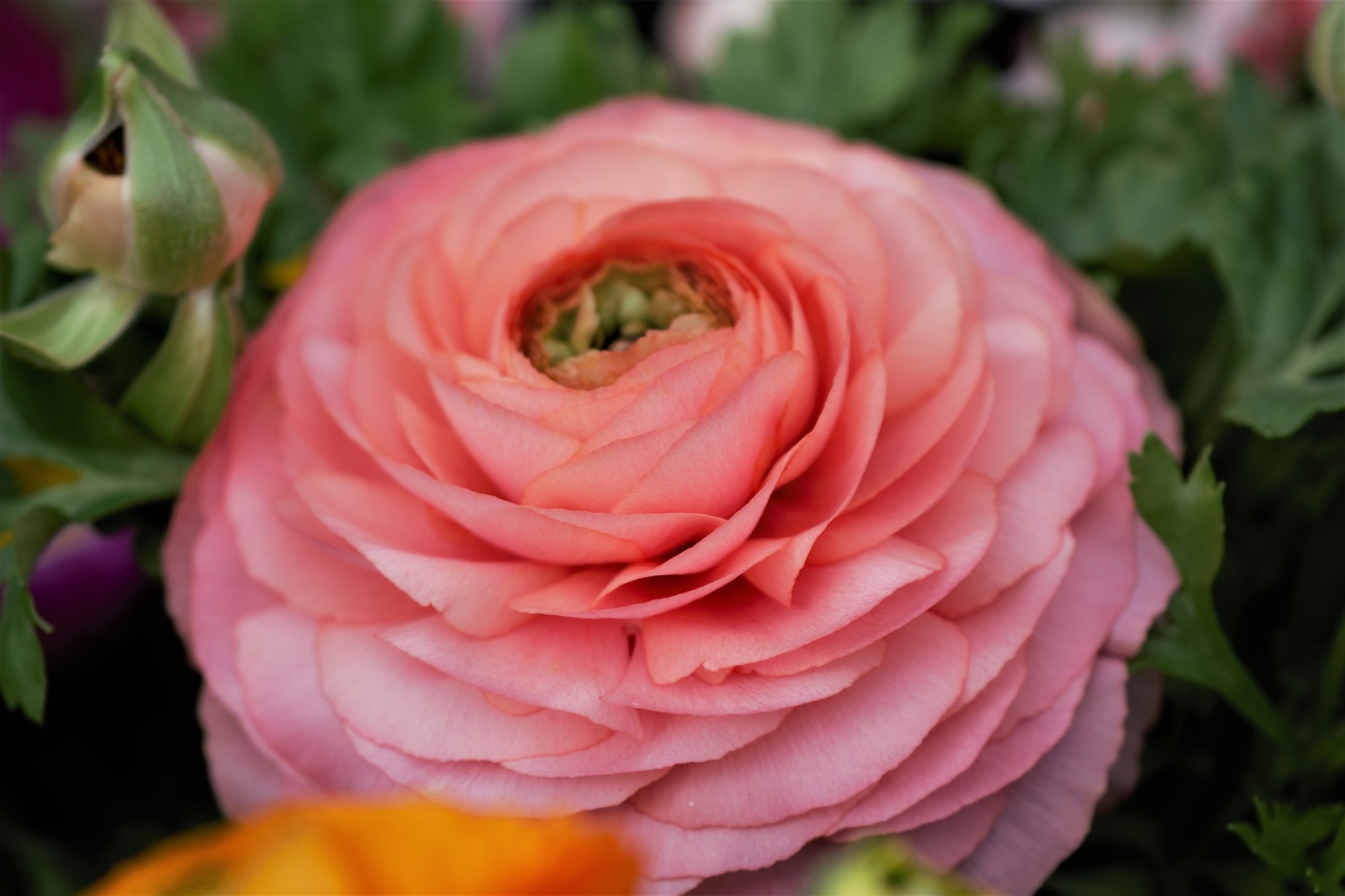 Magic Mix Ranunculus