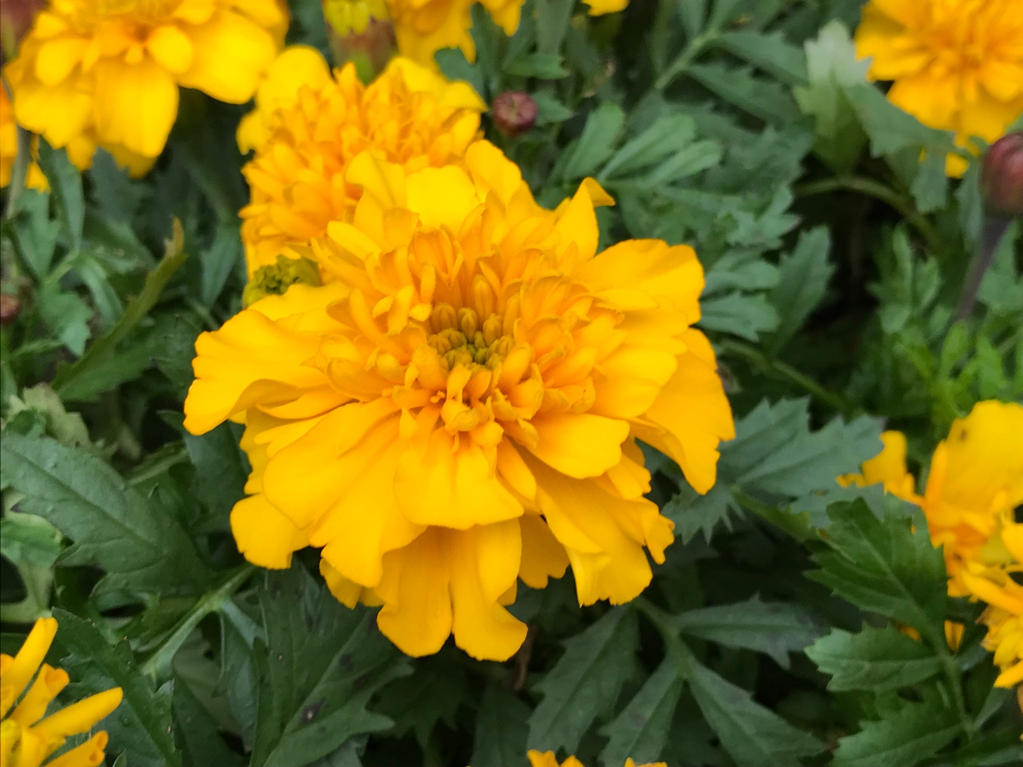 Marigolds