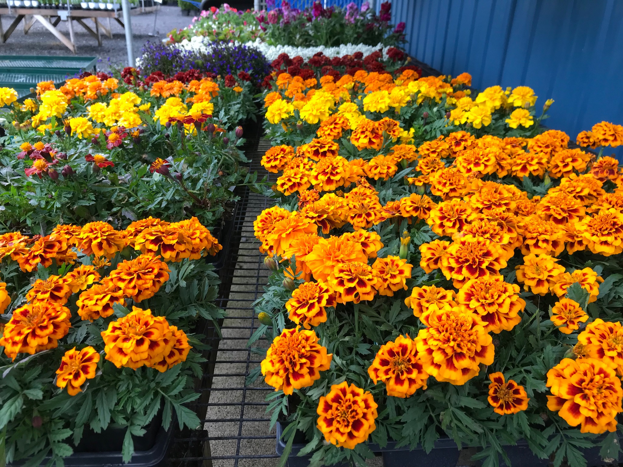 Marigolds