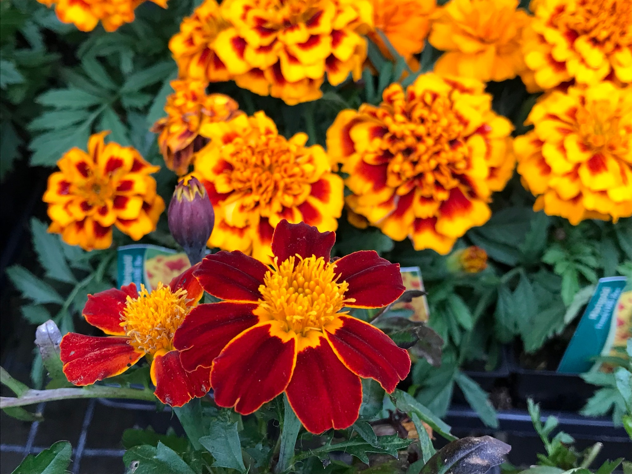 Marigolds