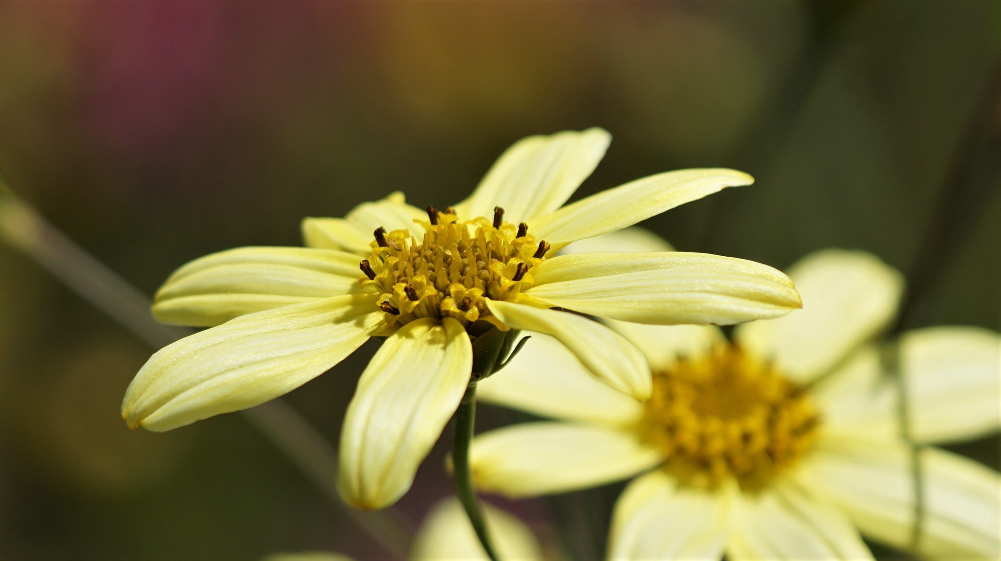 Moonbeam Coreopsis