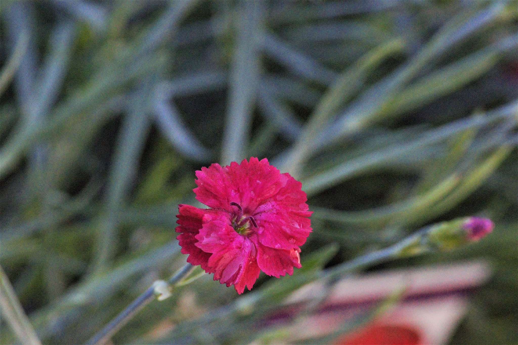 Mountain Frost Red Garnet Dianthus