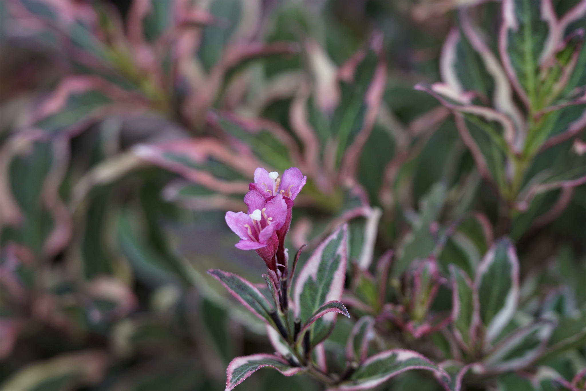 My Monet Purple Effect Dwarf Weigela