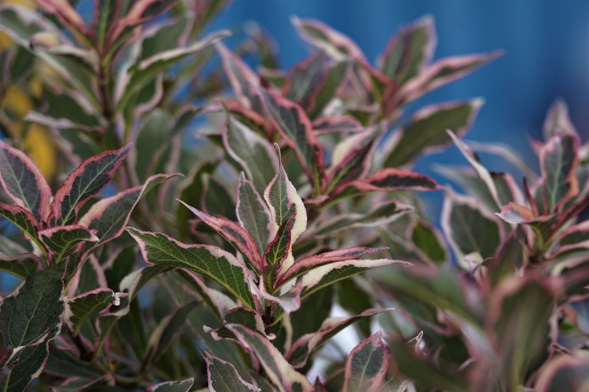 My Monet Purple Effect Dwarf Weigela