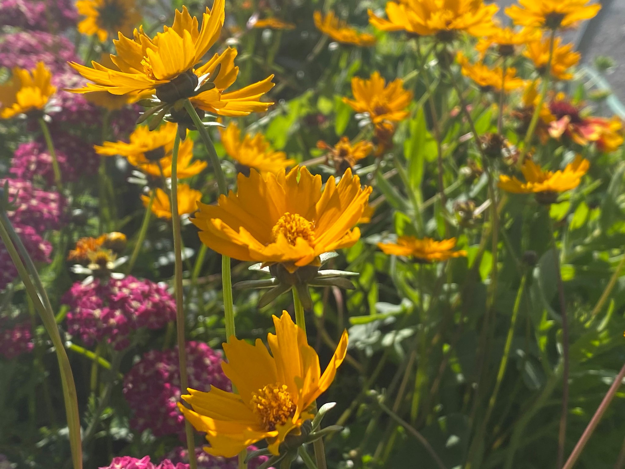 Nana Coreopsis