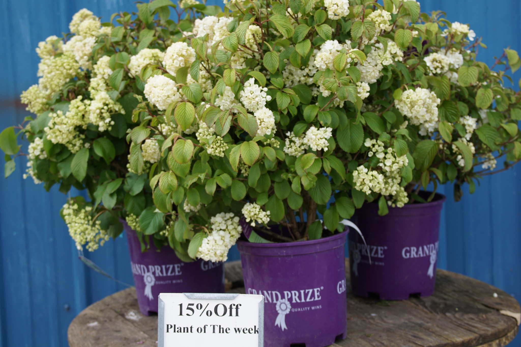 Newport Dwarf Viburnum