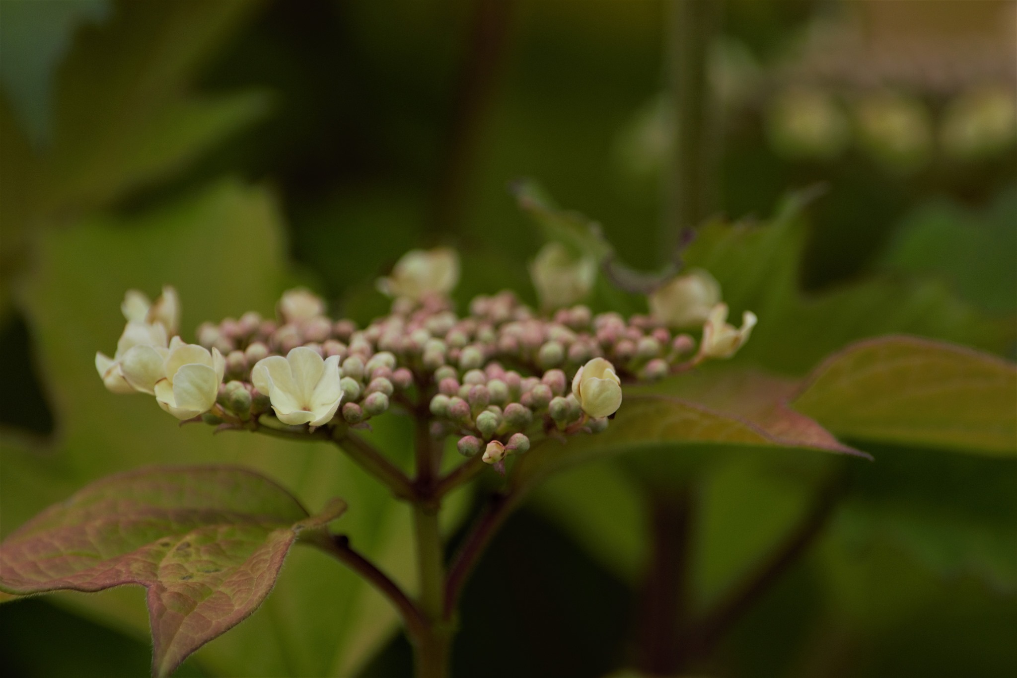 Oh Canada Viburnum