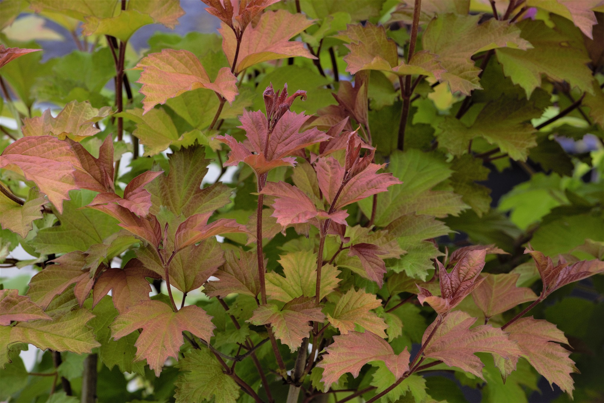 Oh Canada Viburnum