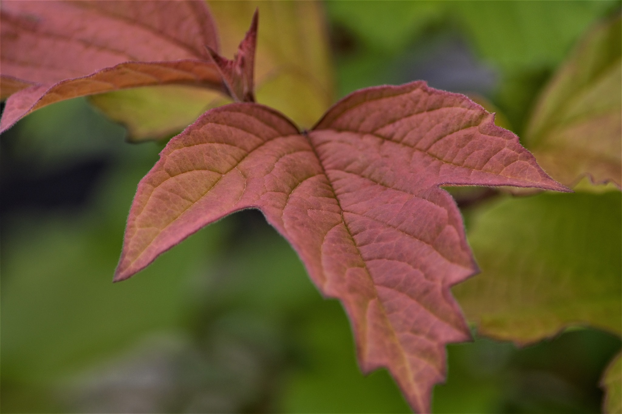 Oh Canada Viburnum