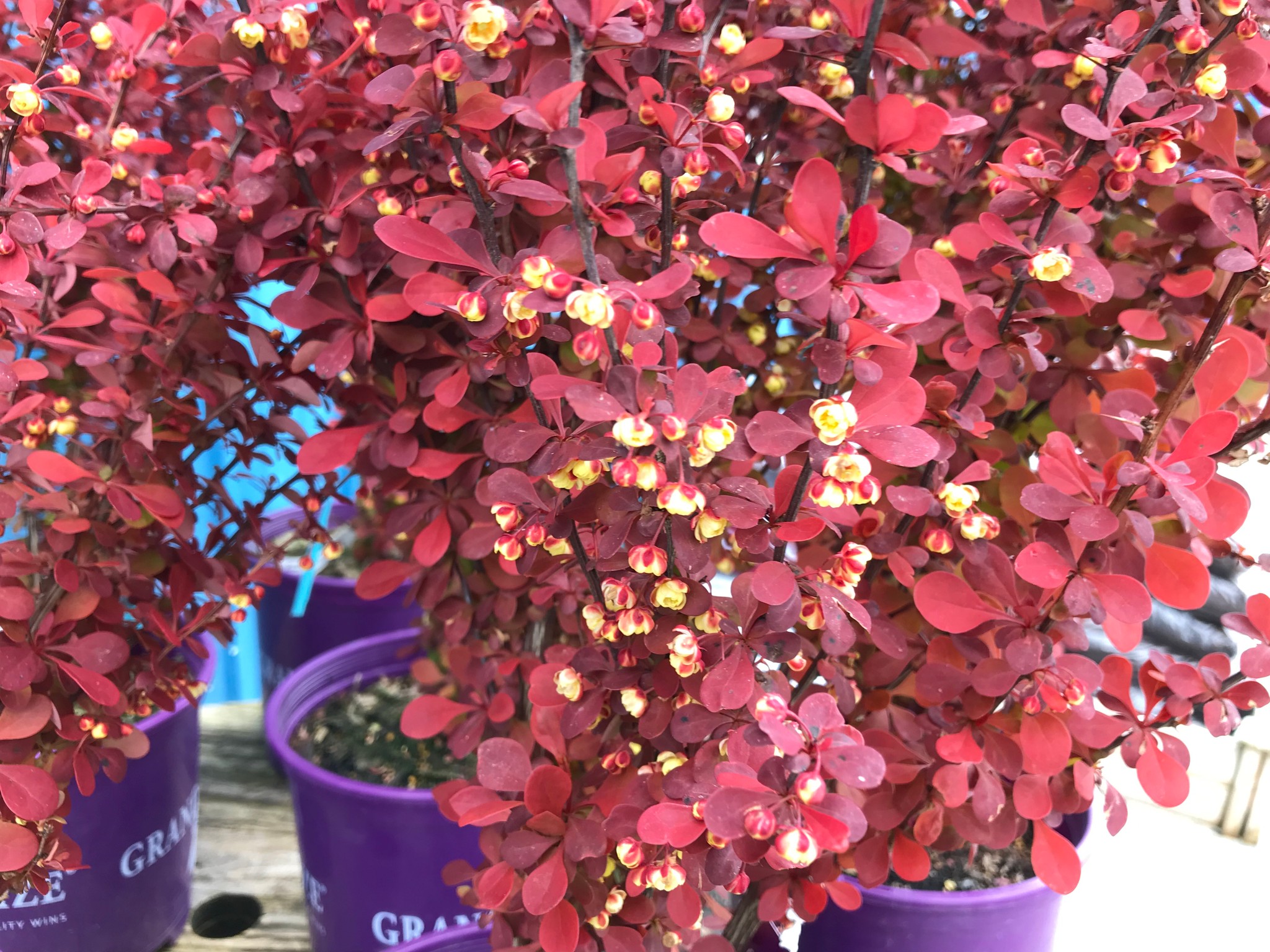 Orange Rocket Barberry