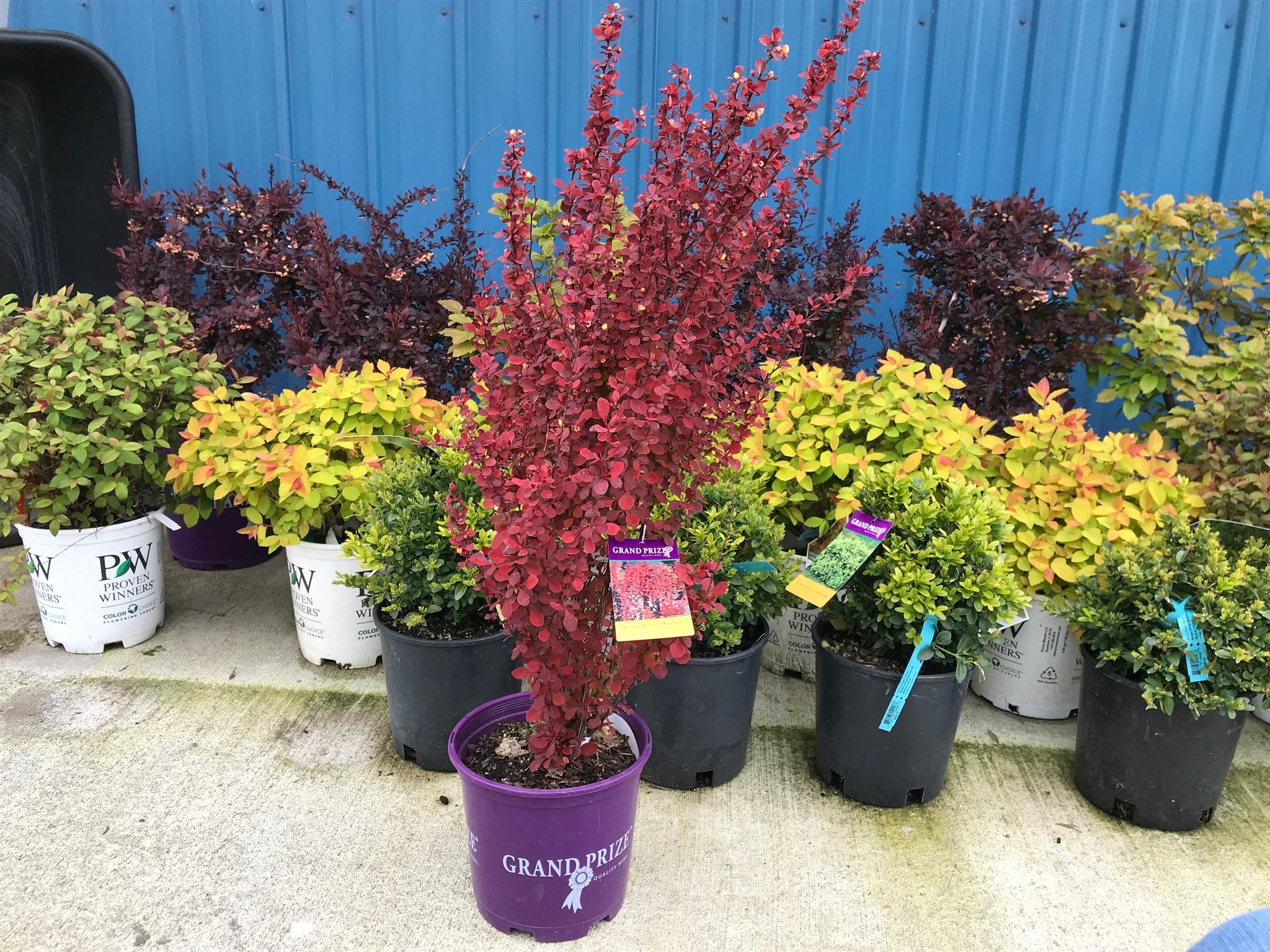 Orange Rocket Barberry