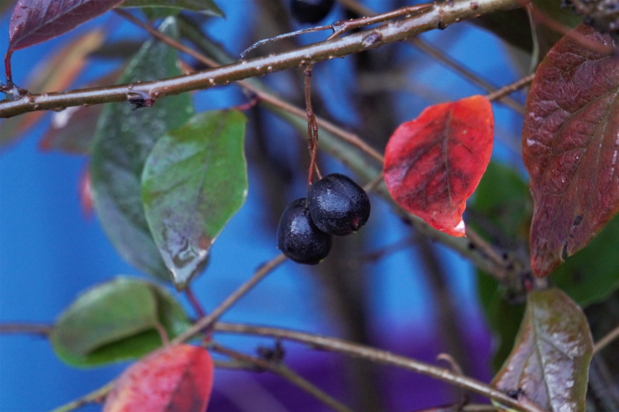 Peking Cotoneaster