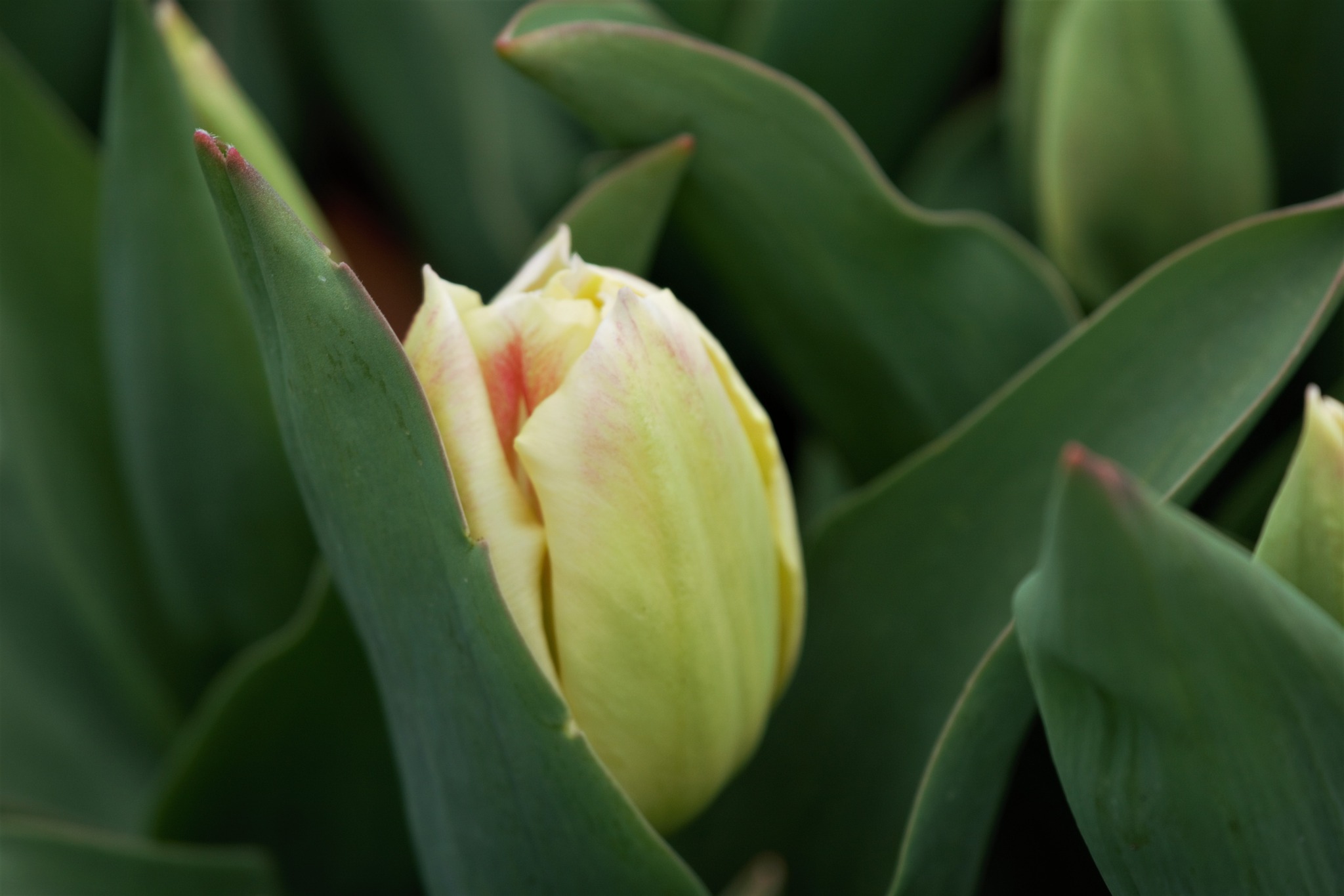 Pleasure Tulip