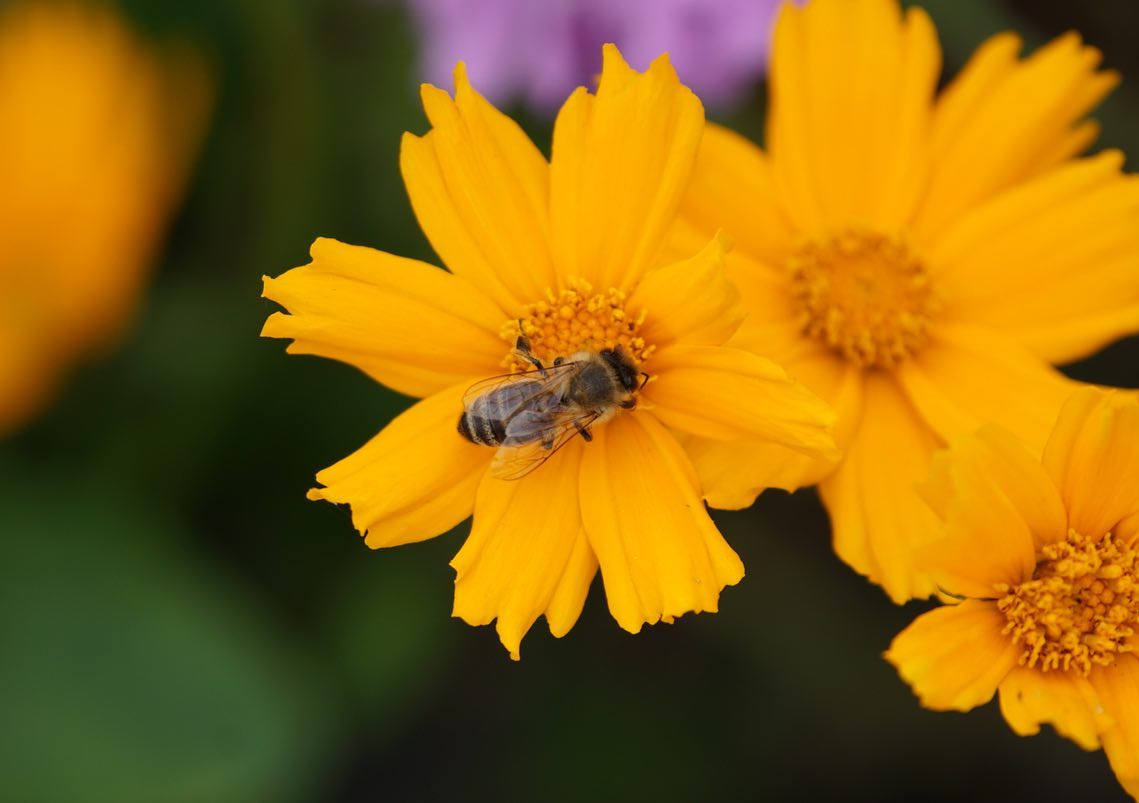 pollinator-week.jpg