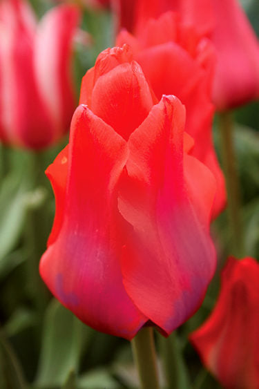 Portland Tulip