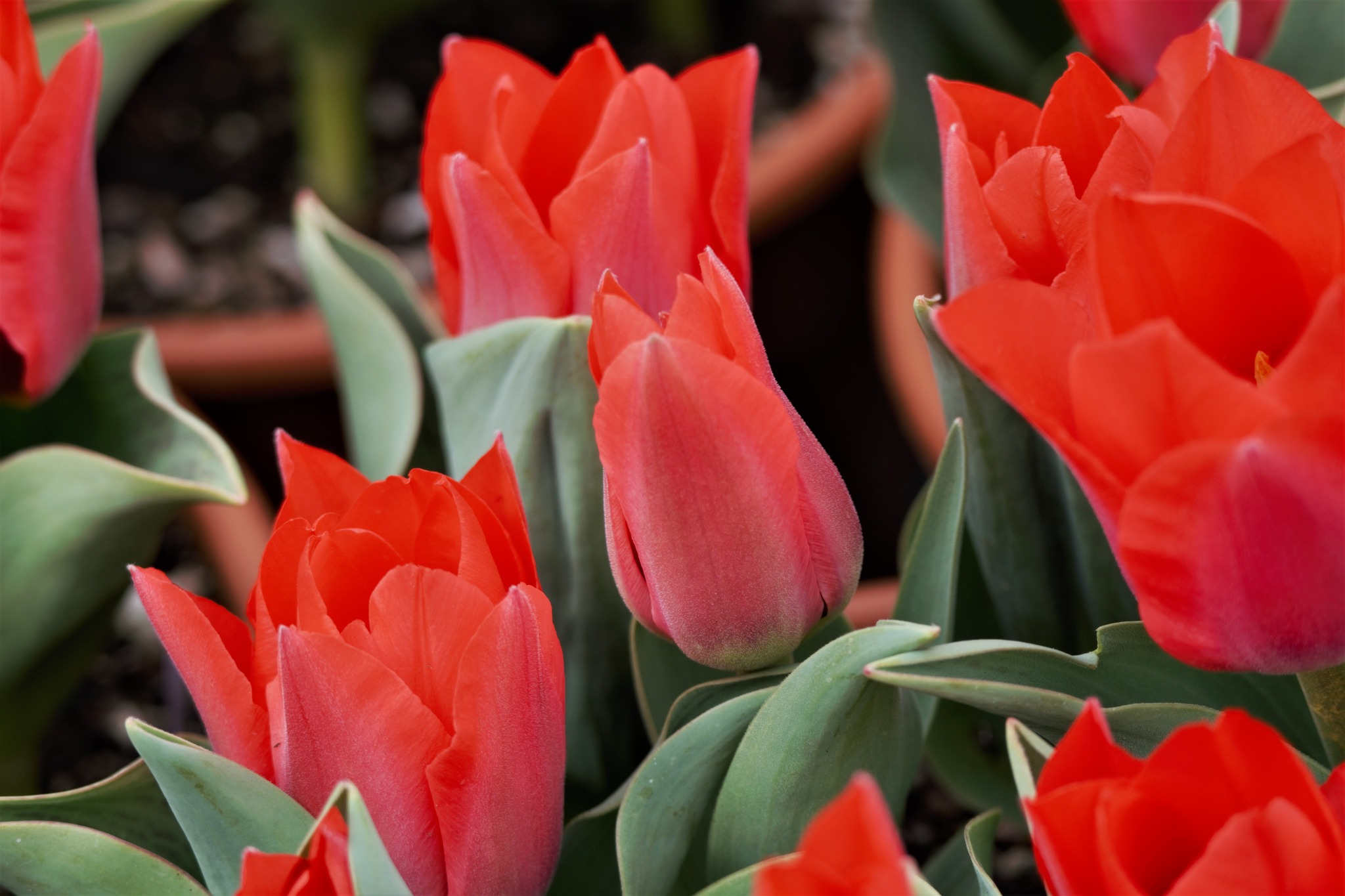 Portland Tulip