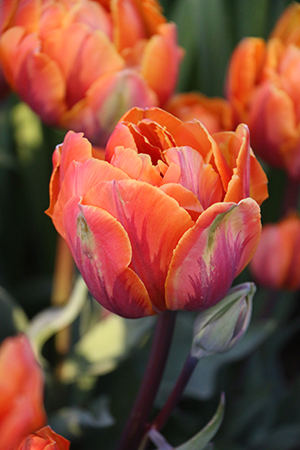 Princess Irene Tulip