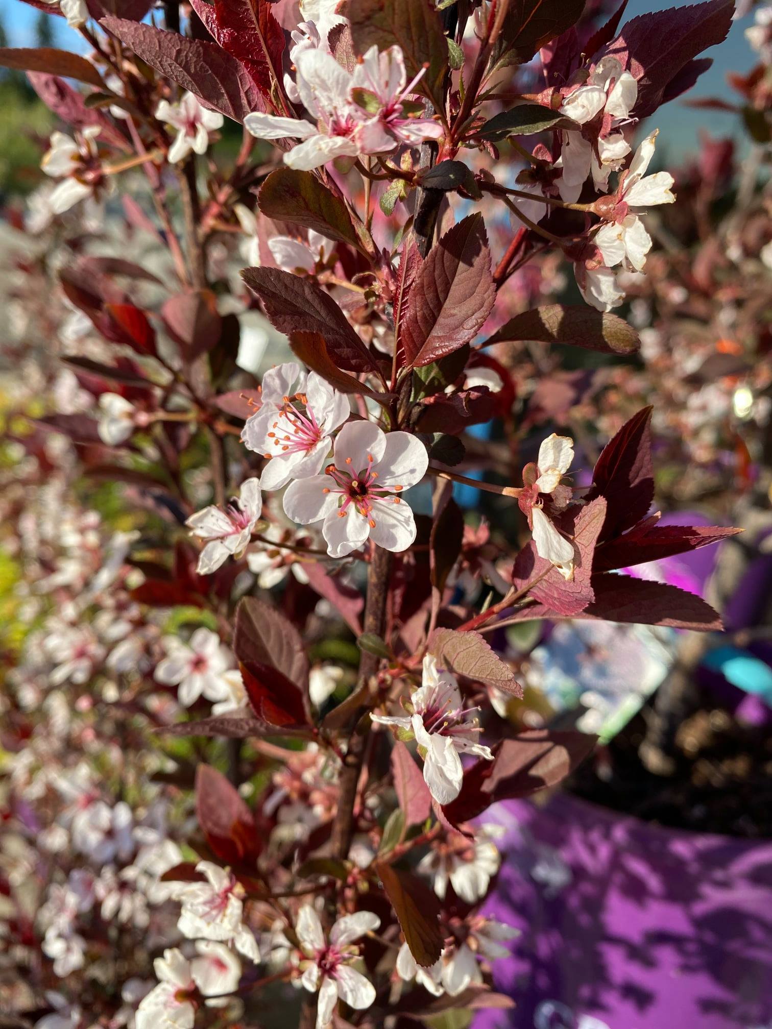 Purple Leaf Sand Cherry