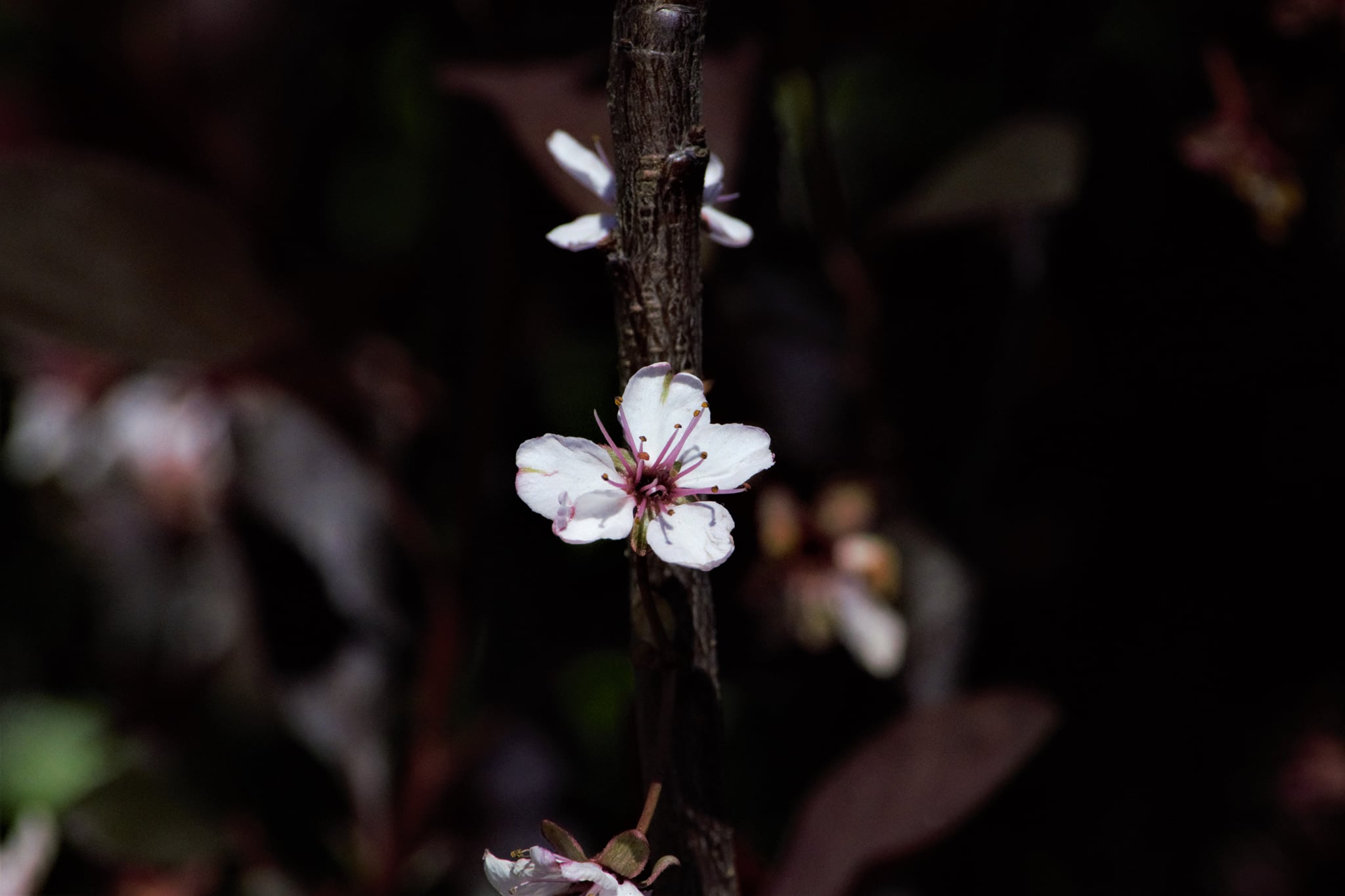 Purple Leaf Sand Cherry