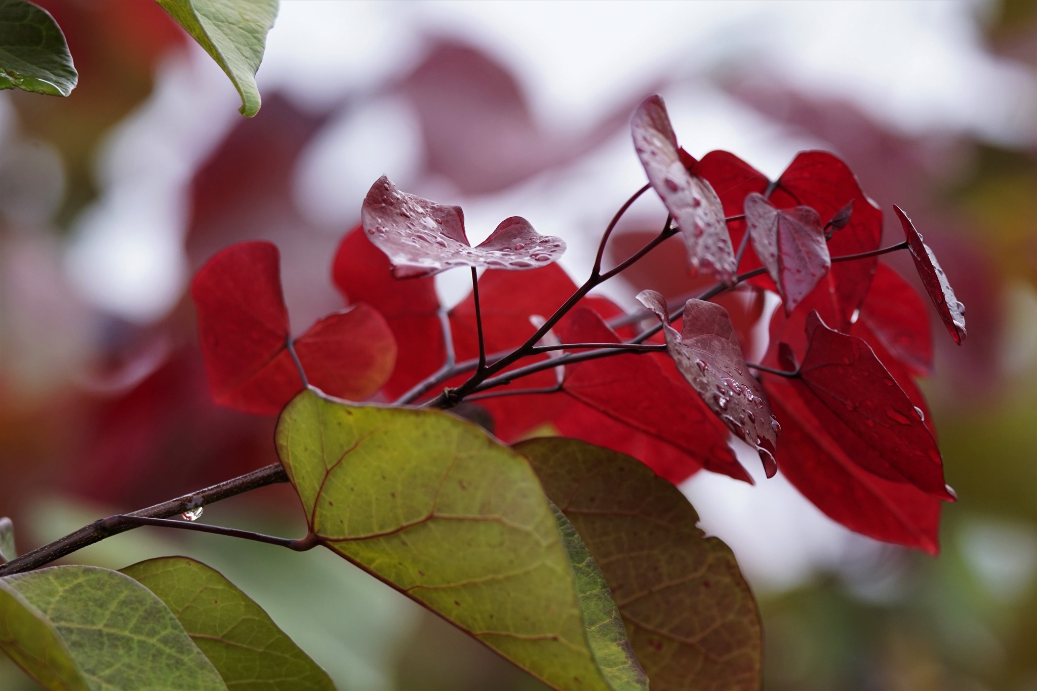 Redbuds And Roses