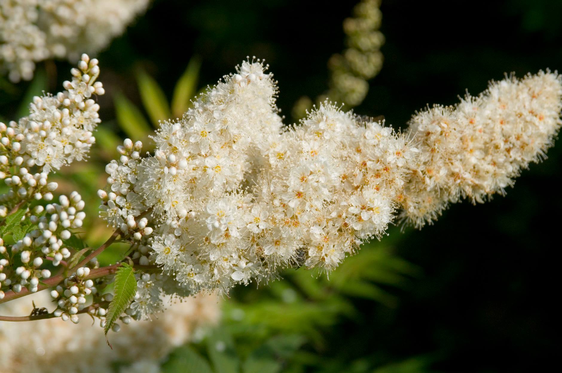 Sem Ash Leaf Spirea