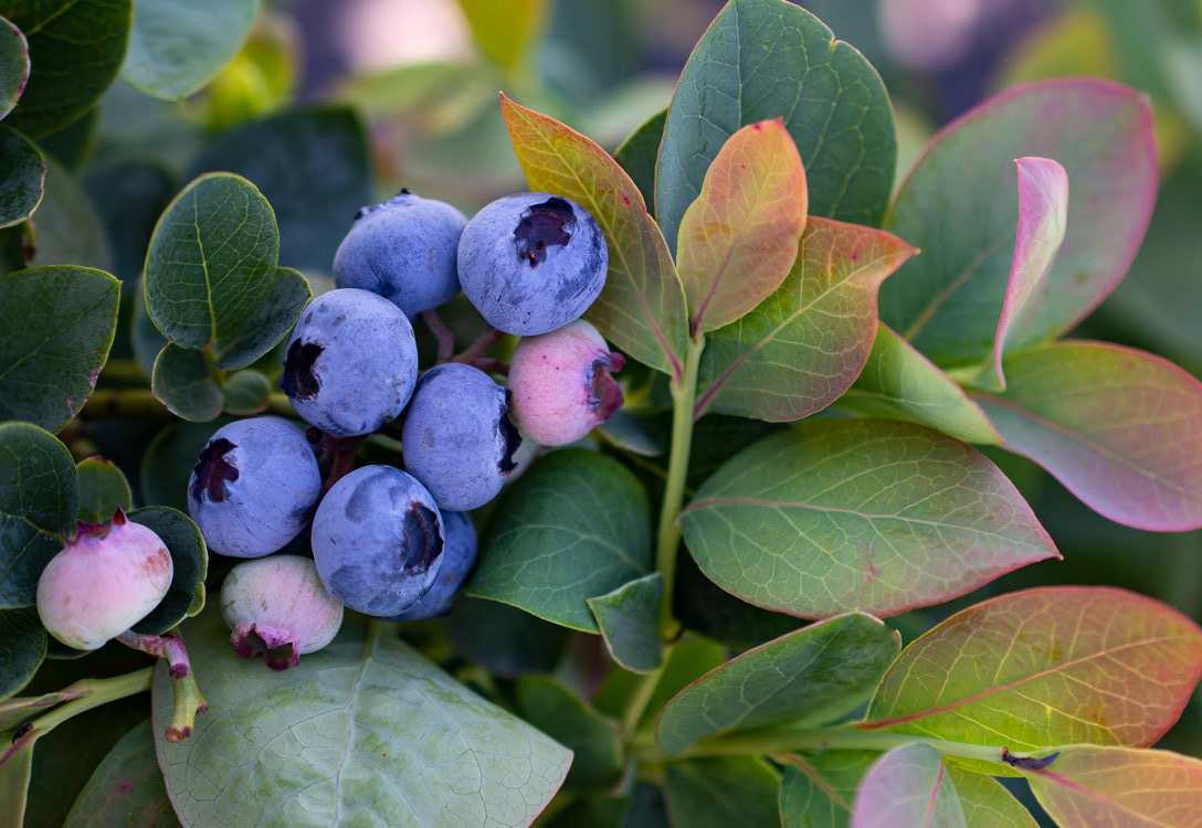 silver-dollar-blueberry.jpg