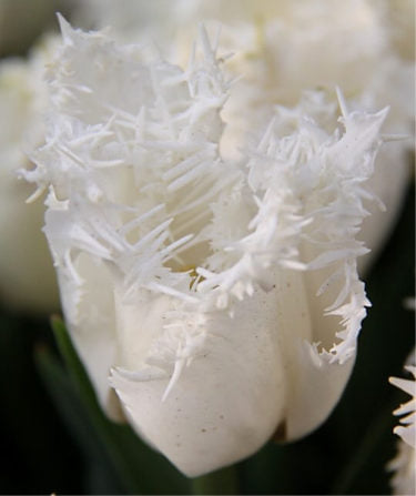 Snow Crystal Tulip