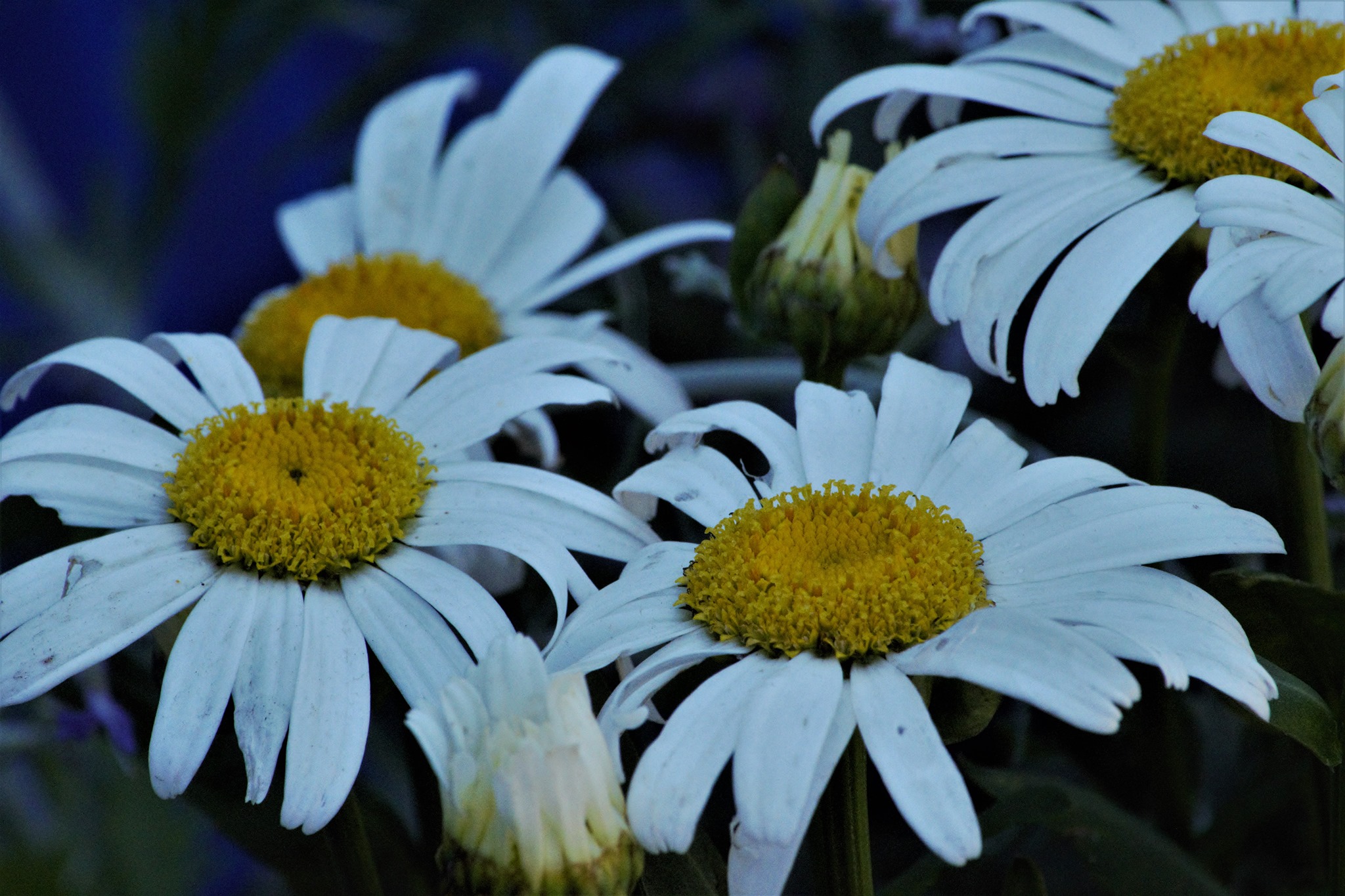 Snow Lady Shasta Daisy