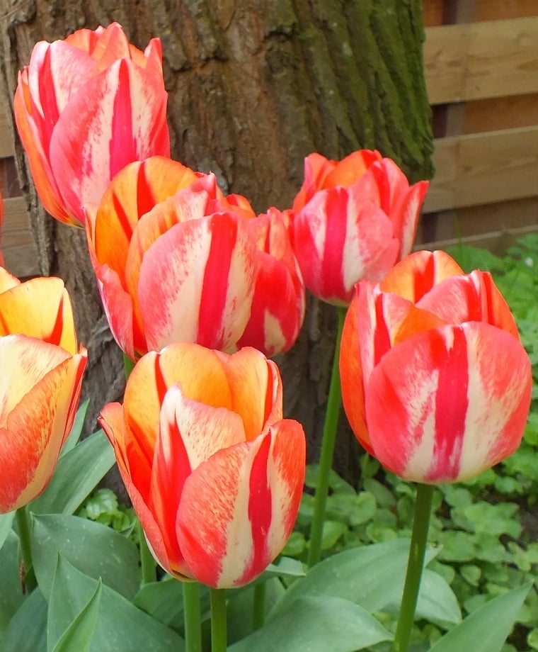 spryng-break-tulip.jpg