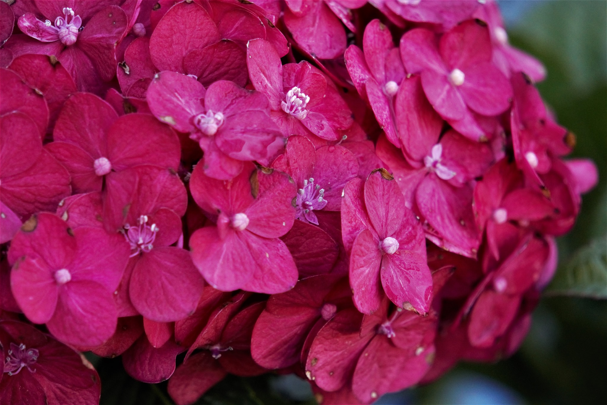 Summer Crush Hydrangea