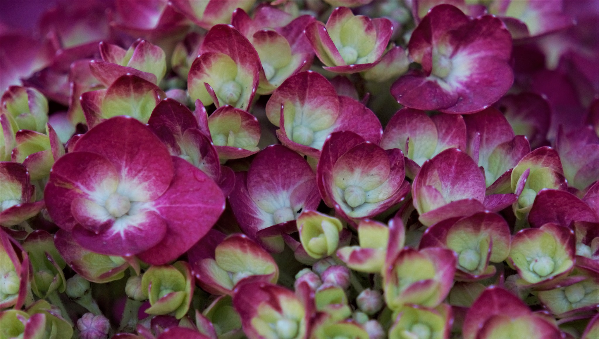 Summer Crush Hydrangea