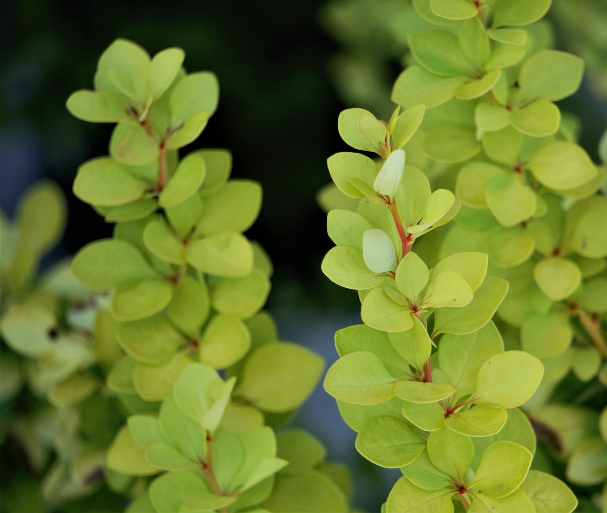 Sunjoy Gold Pillar Barberry